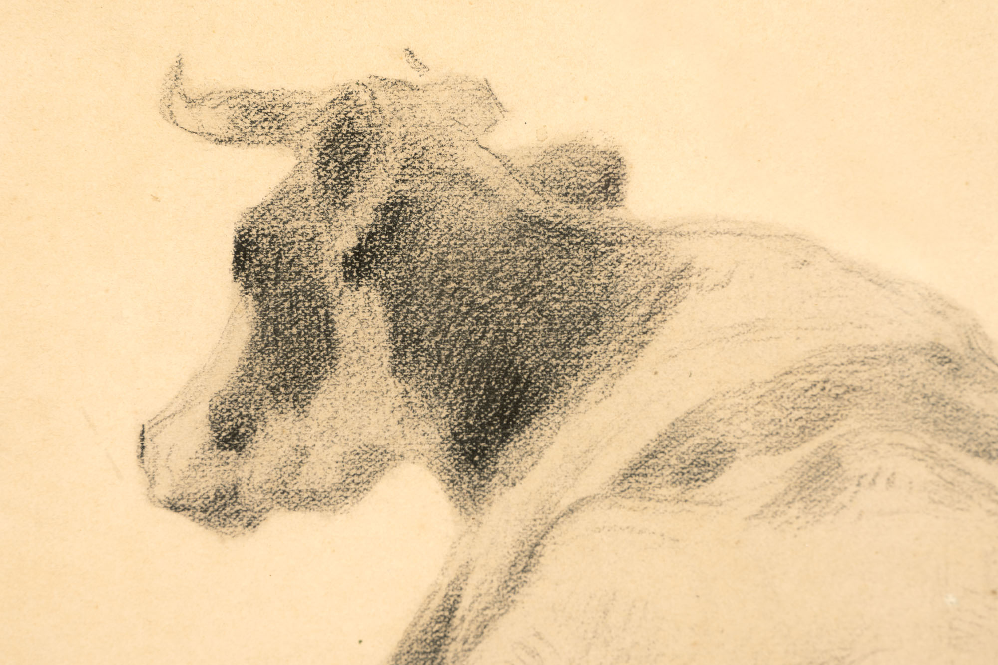 PISSARO Camille (1830-1903) : « Vache aux champs », dessin…
